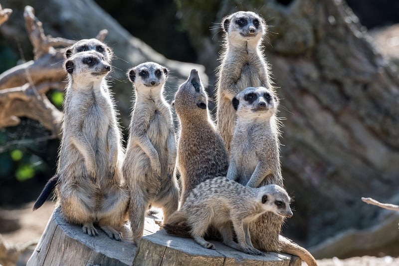 Social Groups